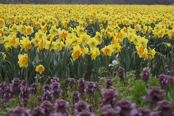 daffodil2.jpg