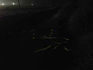 fireflies2nd.jpg